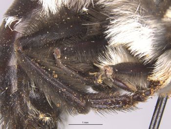 Media type: image;   Entomology 15667 Aspect: Leg hind